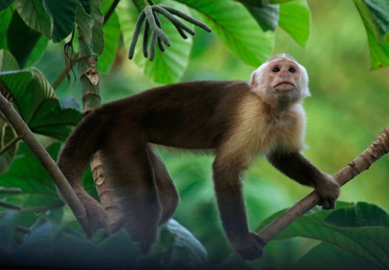 Santa Marta White-fronted Capuchin (Cebus malitiosus) Tayrona National Park, Magdalena, Colombia