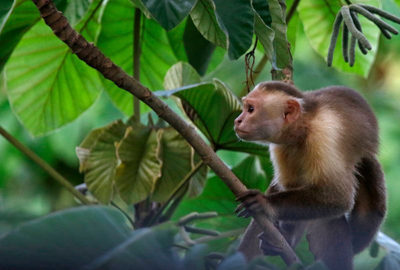 Santa Marta White-fronted Capuchin (Cebus malitiosus) Tayrona National Park, Magdalena, Colombia