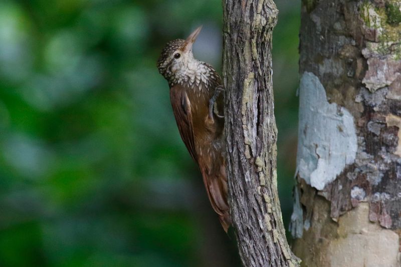 Straight-billed Woodcreeper (Dendroplex picus picirostris) Tayrona National Park, Magdalena, Colombia