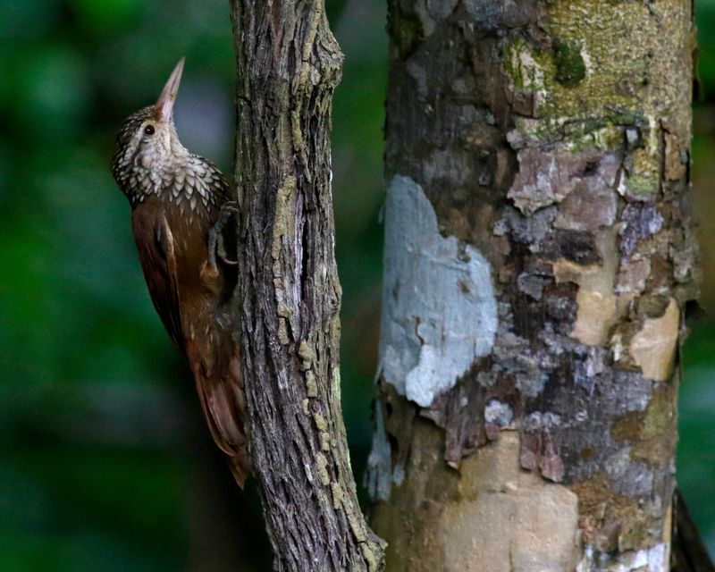 Straight-billed Woodcreeper (Dendroplex picus picirostris) Tayrona National Park, Magdalena, Colombia