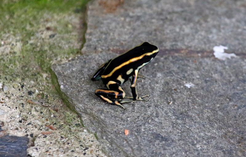 Dendrobatidae - Poison dart frogs