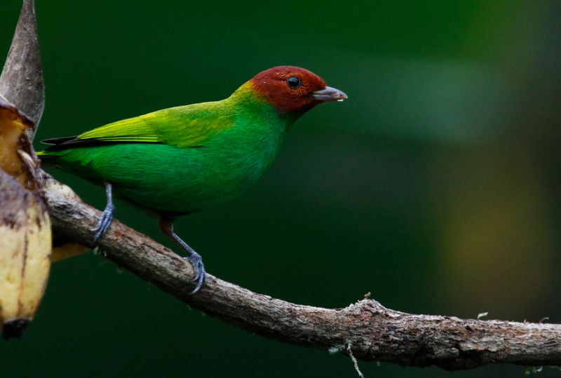 Bay-headed Tanager (Tangara gyrola toddi) Bellavista, Sierra nevada de Santa Marta, Colombia