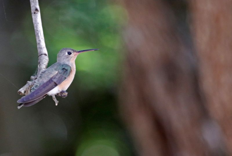 Buffy Hummingbird (Leucippus fallax) Mar Azul, La Guajira, Colombia