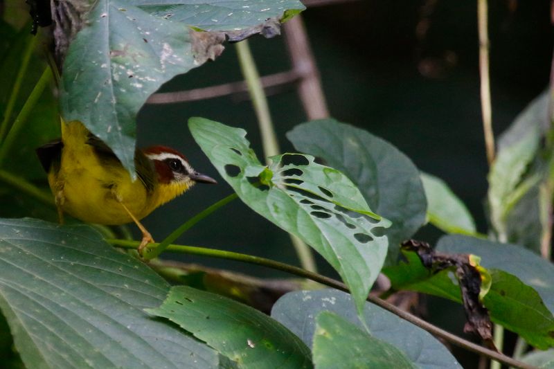 Chestnut-capped Warbler (Basileuterus delattrii mesochrysus) Minca, Magdalena, Colombia