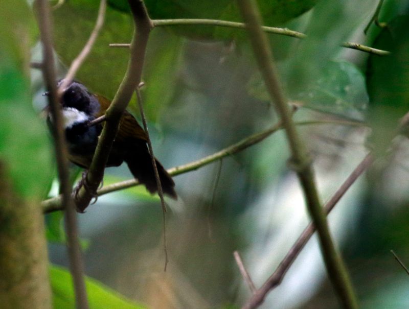 Sierra Nevada Brushfinch (Arremon basilicus) Minca, Magdalena, Colombia