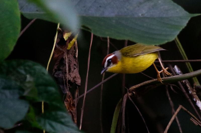 Chestnut-capped Warbler (Basileuterus delattrii mesochrysus) Minca, Magdalena, Colombia