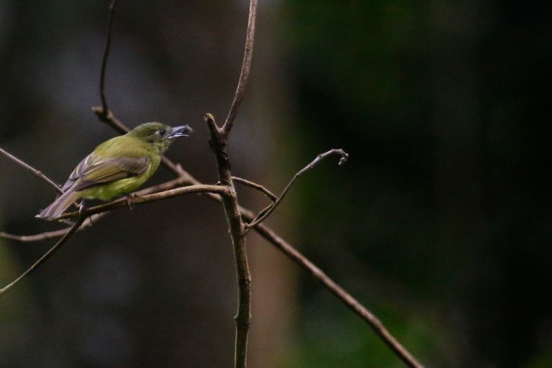 Olive-striped Flycatcher (Mionectes galbinus galbinus) Minca, Magdalena, Colombia