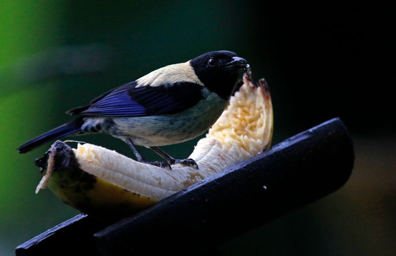 Black-headed Tanager (Stilpnia cyanoptera cyanoptera) Mountain House, Sierra nevada de Santa Marta, Colombia