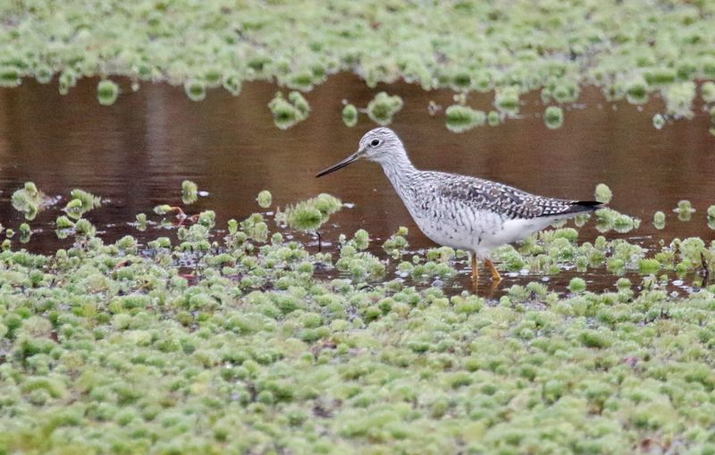  Greater Yellowlegs (Tringa melanoleuca) Parque Nacional Natural Sumapaz, Distrito Capital de Bogotá, Colombia