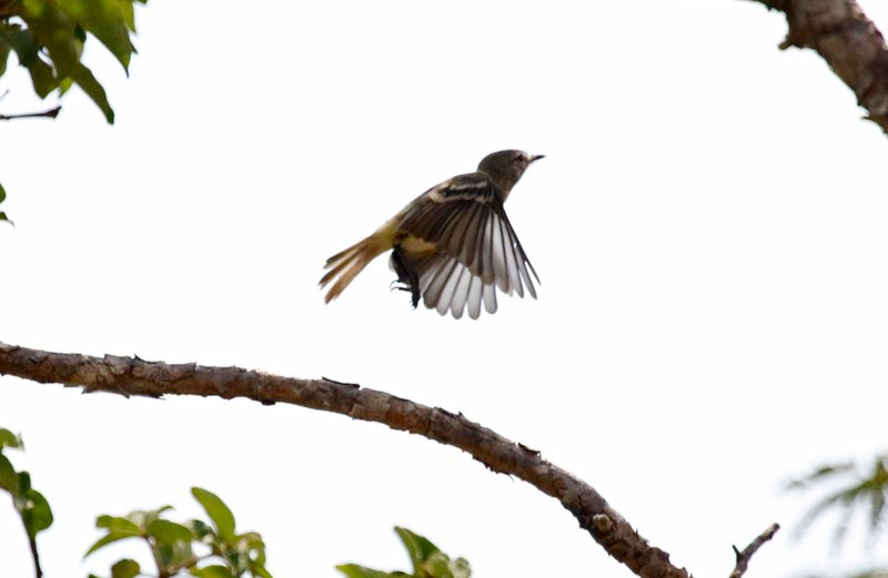 Slender-billed Inezia (Inezia tenuirostris) Mar Azul, La Guajira, Colombia