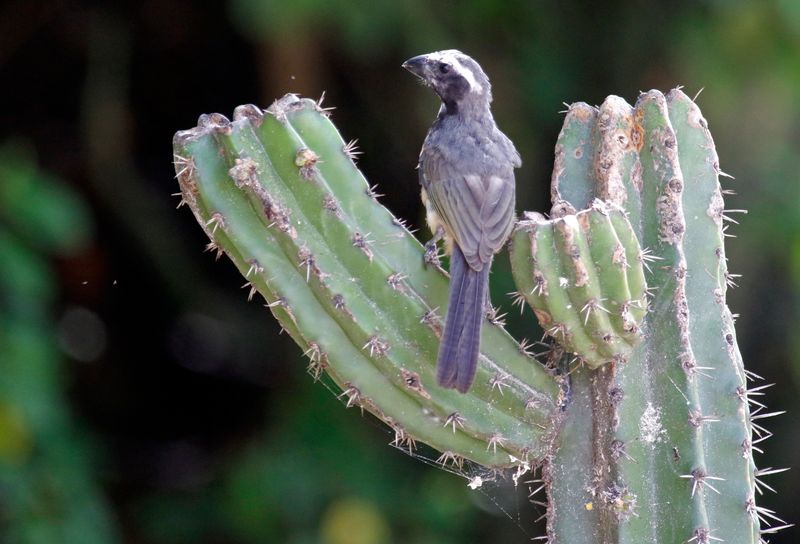 Orinoco Saltator (Saltator orenocensis) Mar Azul, La Guajira, Colombia