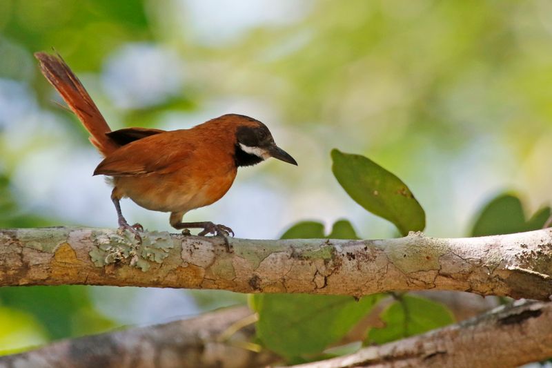White-whiskered Spinetail (Synallaxis candei candei) Villa Plazoleta, La Guajira, Colombia