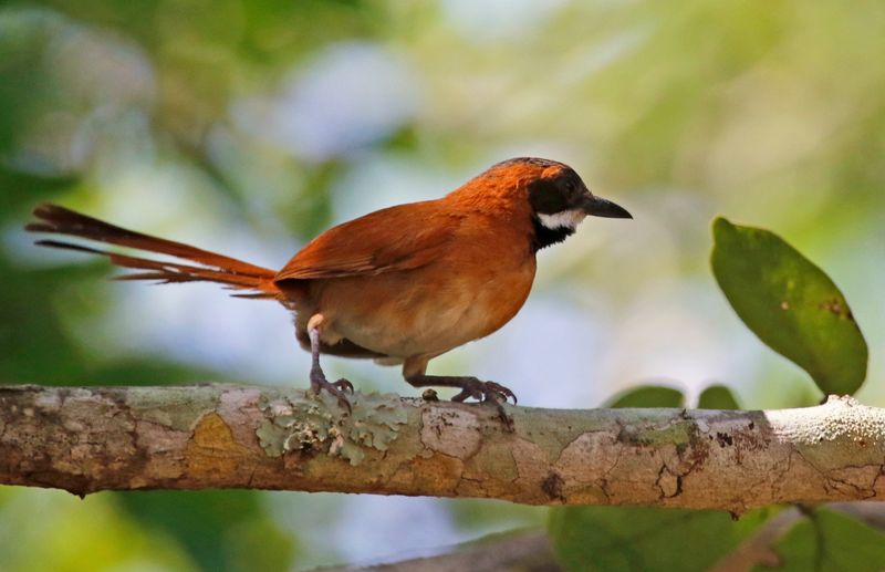 White-whiskered Spinetail (Synallaxis candei candei) Villa Plazoleta, La Guajira, Colombia