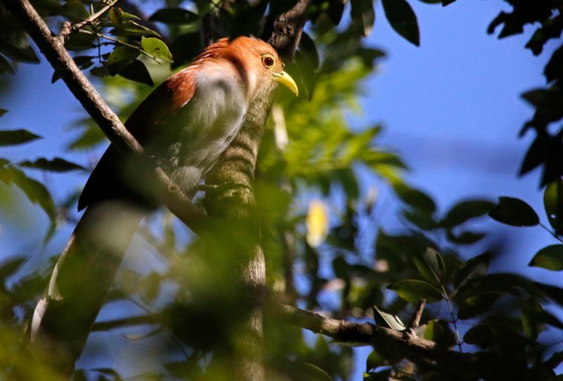 Western Squirrel Cuckoo (Piaya cayana mehleri) Minca, Magdalena, Colombia