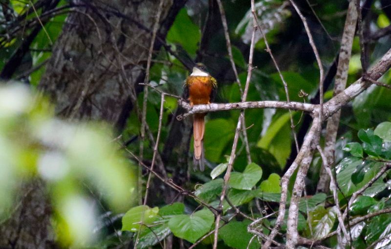 Rufous-tailed Jacamar (Galbula ruficauda pallens) Tayrona National Park, Magdalena, Colombia