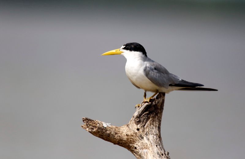 Yellow-billed Tern (Sternula superciliaris) Santuario de Fauna y Flora Los Flamencos, La Guajira, Colombia