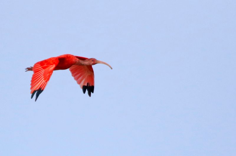 Scarlet Ibis (Eudocimus ruber)