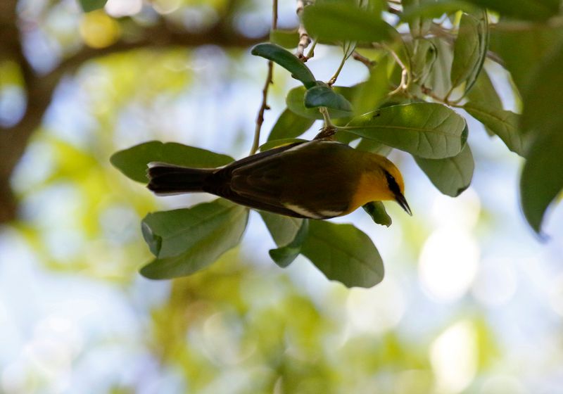 Blue-winged Warbler (Vermivora cyanoptera) Harry P. Leu Gardens, Orlando, Florida, United States
