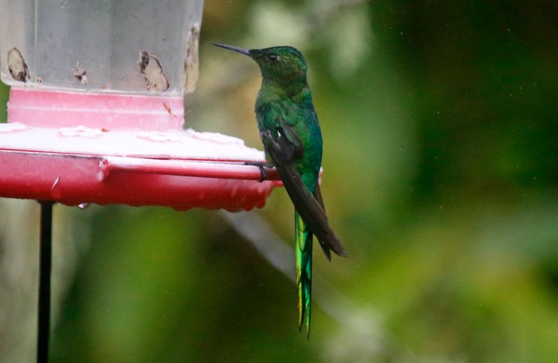 Long-tailed Sylph (Aglaiocercus kingii) Reserva Mirador El Roble, Caldas, Colombia