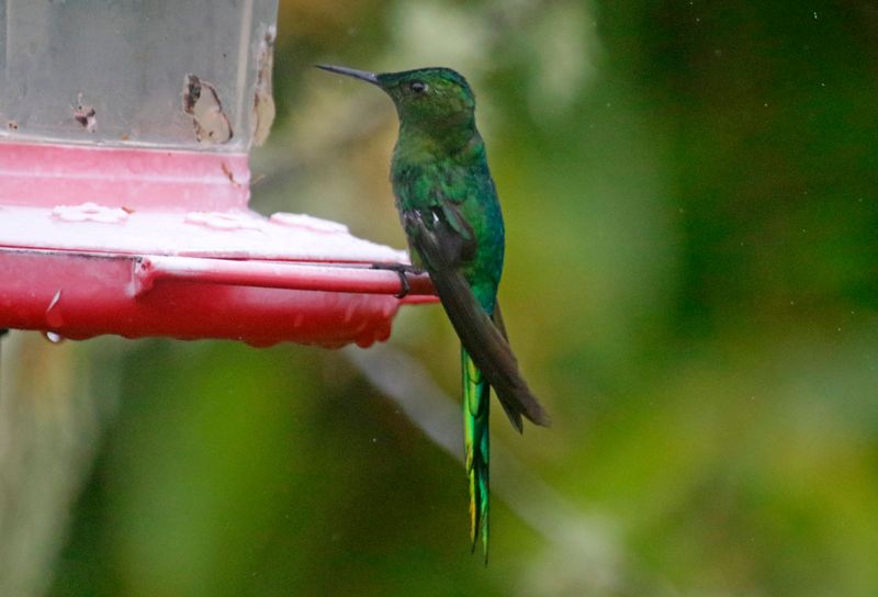 Long-tailed Sylph (Aglaiocercus kingii) Reserva Mirador El Roble, Caldas, Colombia