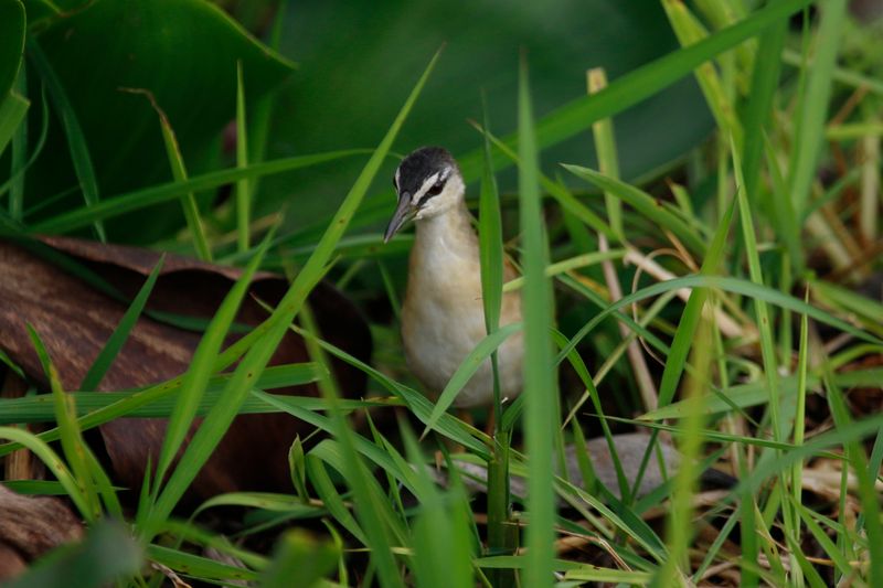 Yellow-breasted Crake (Laterallus flaviventer woodi) Medio Queso wetland, Los Chiles, Costa Rica