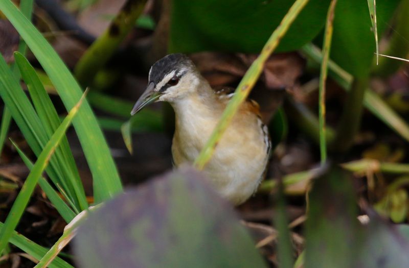 Yellow-breasted Crake (Laterallus flaviventer woodi) Medio Queso wetland, Los Chiles, Costa Rica
