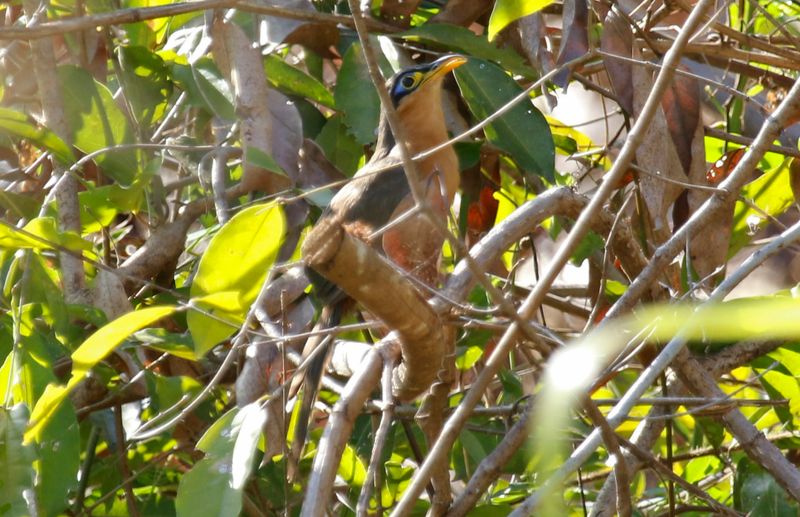 Lesser Ground Cuckoo (Morococcyx erythropygus erythropygus) La Ceiba de Orotina, Alajuela, Costa Rica