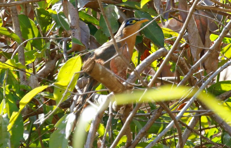 Lesser Ground Cuckoo (Morococcyx erythropygus erythropygus) La Ceiba de Orotina, Alajuela, Costa Rica