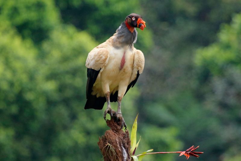 King Vulture (Sarcoramphus papa) Laguna Lagarto Lodge, San Carlos, Costa Rica