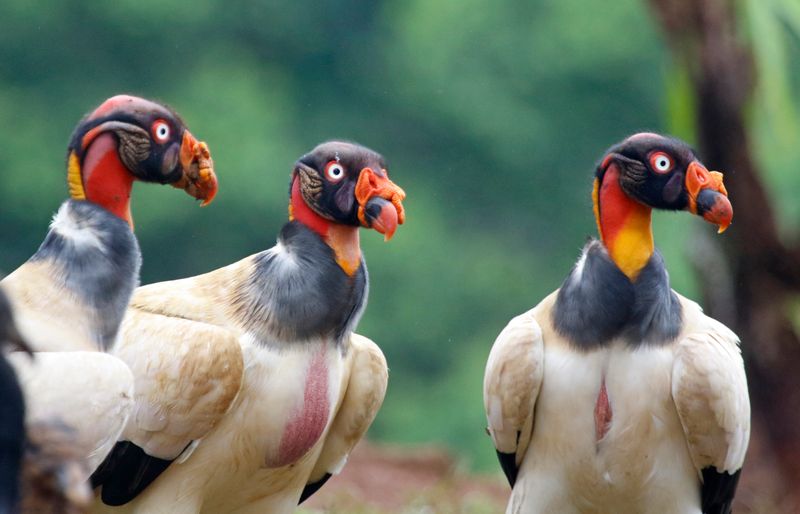 King Vulture (Sarcoramphus papa)