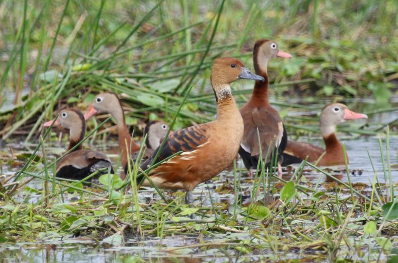 Fulvous Whistling Duck (Dendrocygna bicolor) with Black-bellied Whistling-Ducks - Medio Queso wetland, Los Chiles, Costa Rica