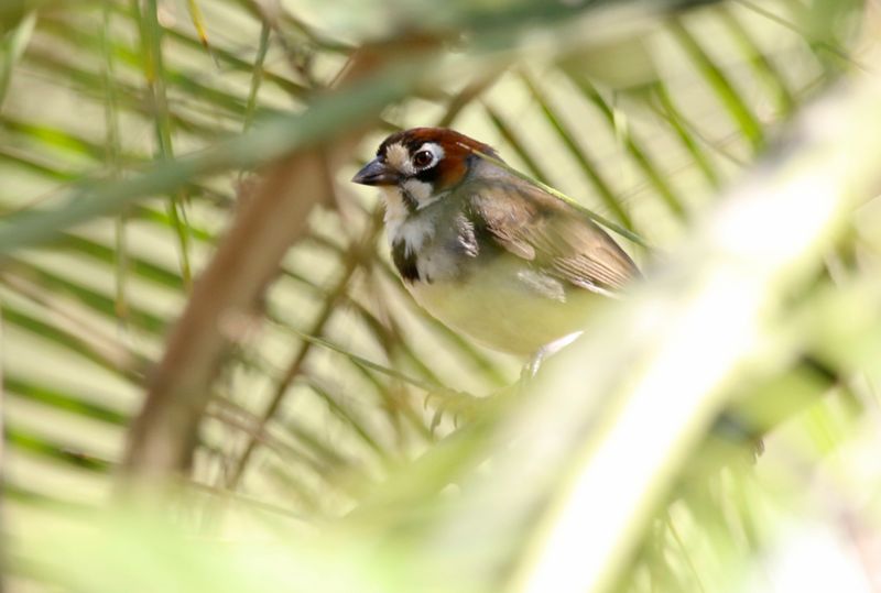 Cabanis's Ground Sparrow (Melozone cabanisi) Paraíso, Costa Rica