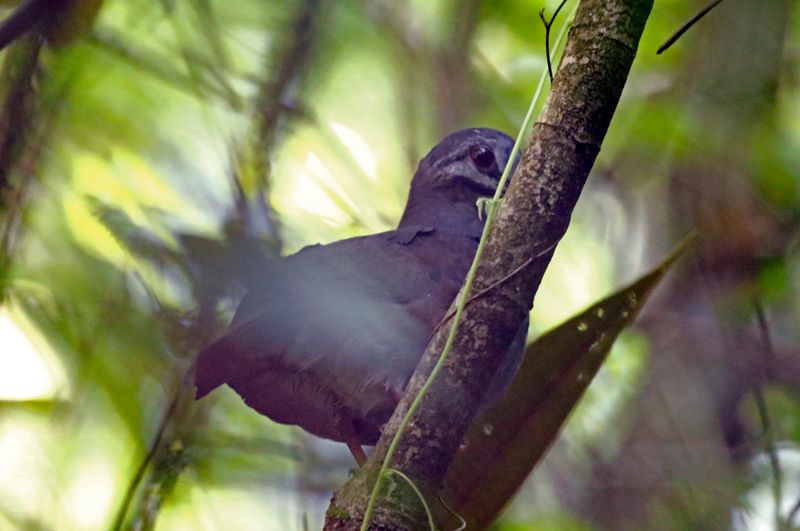 Olive-backed Quail-Dove (Leptotrygon veraguensis) Volcán Tenorio NP, Costa Rica