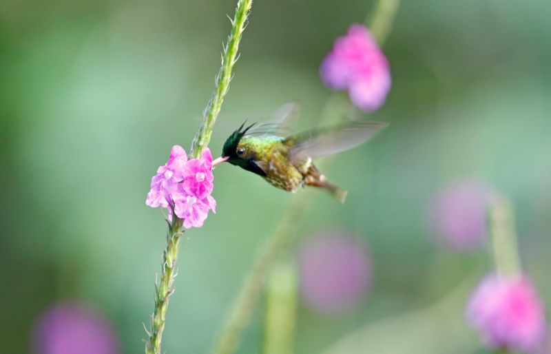 Black-crested Coquette (Lophornis helenae) Tapir Valley Private Reserve, Bijagua, Costa Rica