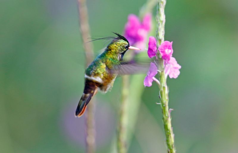 Black-crested Coquette (Lophornis helenae) Tapir Valley Private Reserve, Bijagua, Costa Rica
