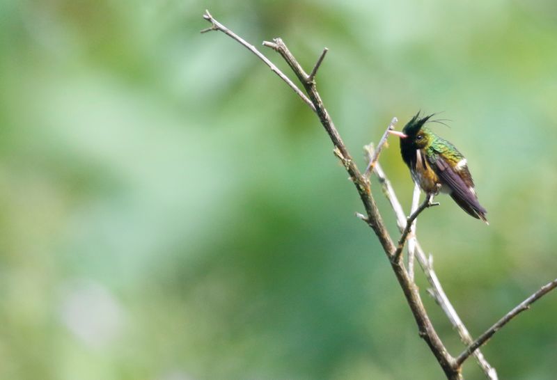 Black-crested Coquette (Lophornis helenae) Tapir Valley Private Reserve, Bijagua, Costa Rica