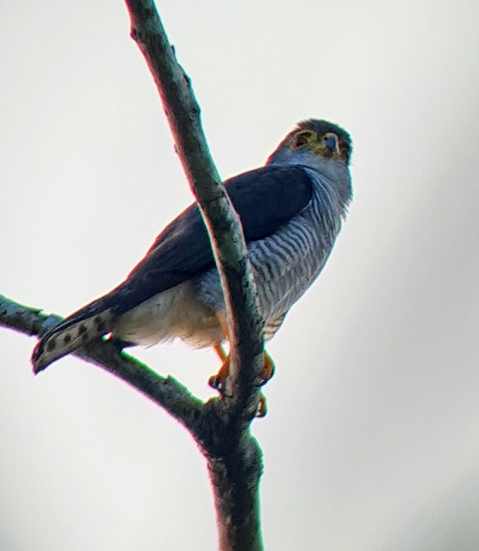 Tiny Hawk (Microspizias superciliosus) Canopy Tower, Parque Nacional Soberanía, Panama