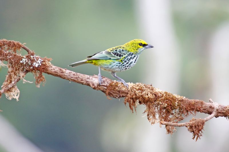 Speckled Tanager (Ixothraupis guttata eusticta) Villa Tica, Las Nubes Cloud forest, Costa Rica