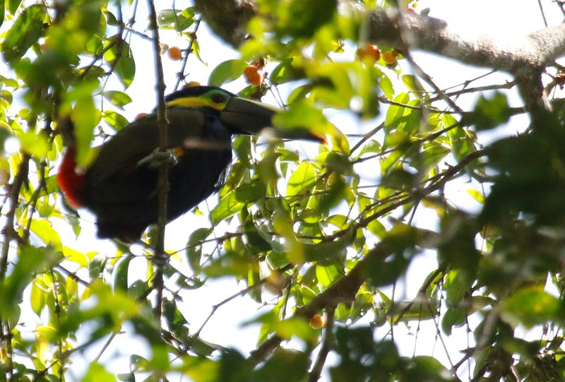 Yellow-eared Toucanet (Selenidera spectabilis) Reserva El Copal, Paraíso, Costa Rica