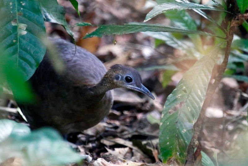 Great Tinamou (Tinamus major) Pipeline Road, Parque Nacional Soberanía, Panama