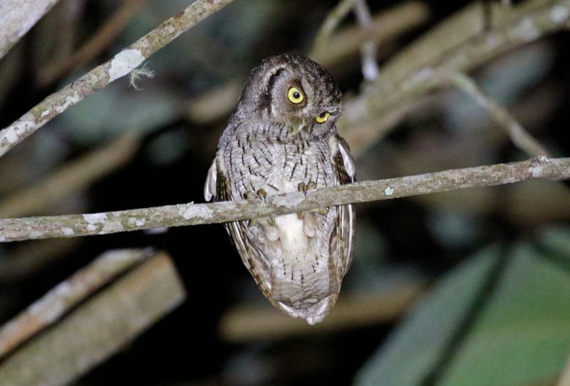 Tropical Screech Owl (Megascops choliba luctisonus) Villa Tica, Las Nubes Cloud forest, Costa Rica