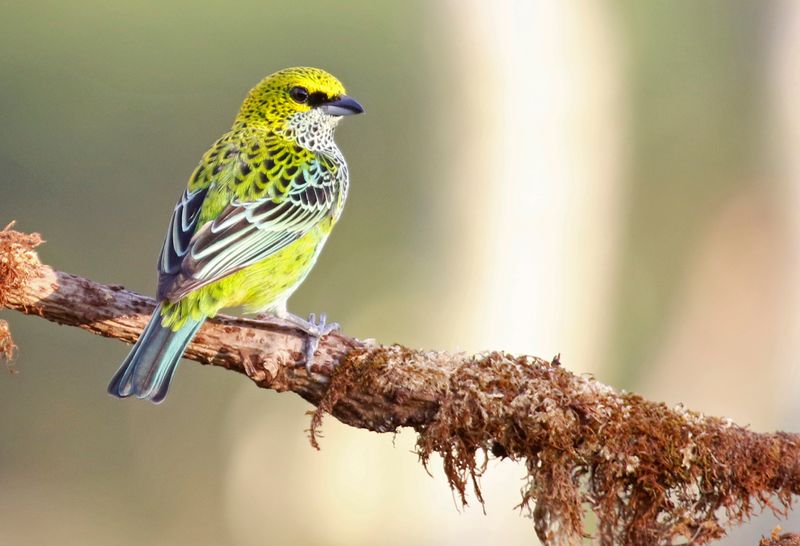 Speckled Tanager (Ixothraupis guttata eusticta) Villa Tica, Las Nubes Cloud forest, Costa Rica