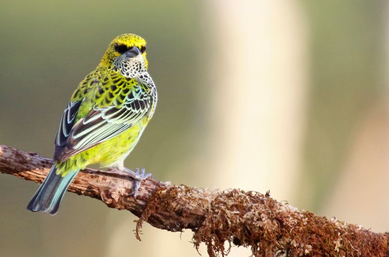 Speckled Tanager (Ixothraupis guttata eusticta) Villa Tica, Las Nubes Cloud forest, Costa Rica