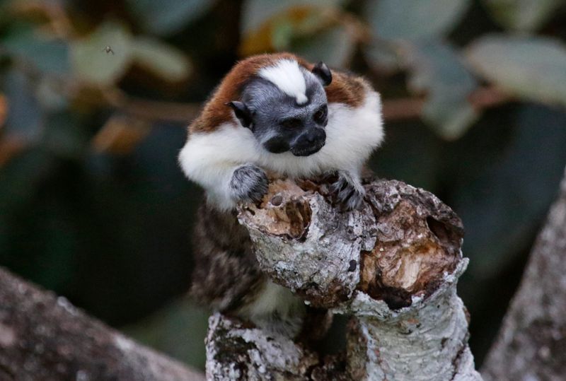 Geoffroy's Tamarin (Saguinus geoffroyi) Canopy Tower, Parque Nacional Soberanía, Panama