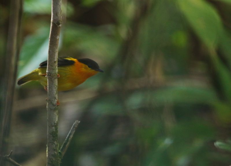 Orange-collared Manakin (Manacus aurantiacus) Danta Corcovado Lodge, Osa Peninsula, Costa Rica