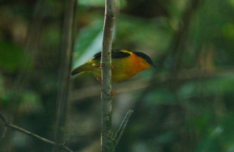 Orange-collared Manakin (Manacus aurantiacus) Danta Corcovado Lodge, Osa Peninsula, Costa Rica
