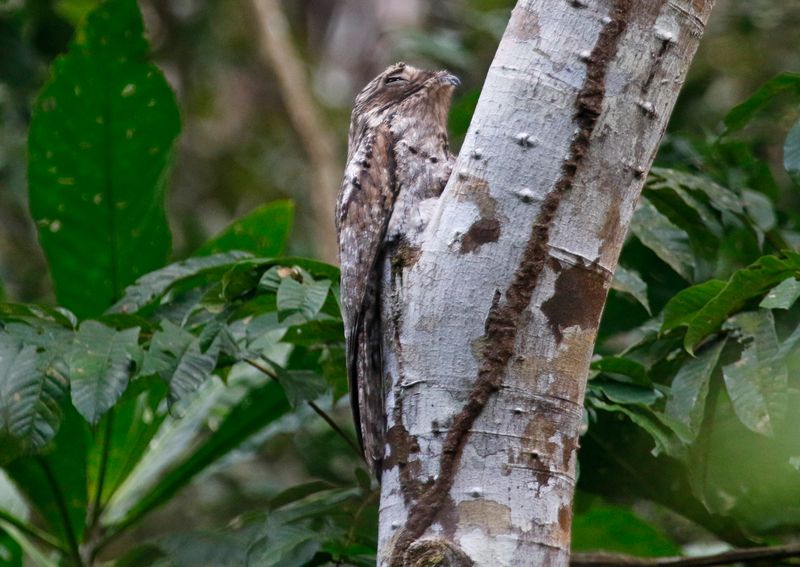 Common Potoo (Nyctibius griseus panamensis) Pipeline Road, Parque Nacional Soberanía, Panama