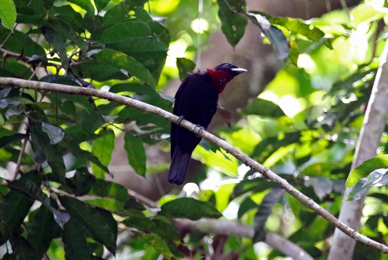 Purple-throated Fruitcrow (Querula purpurata) Pipeline Road, Parque Nacional Soberanía, Panama