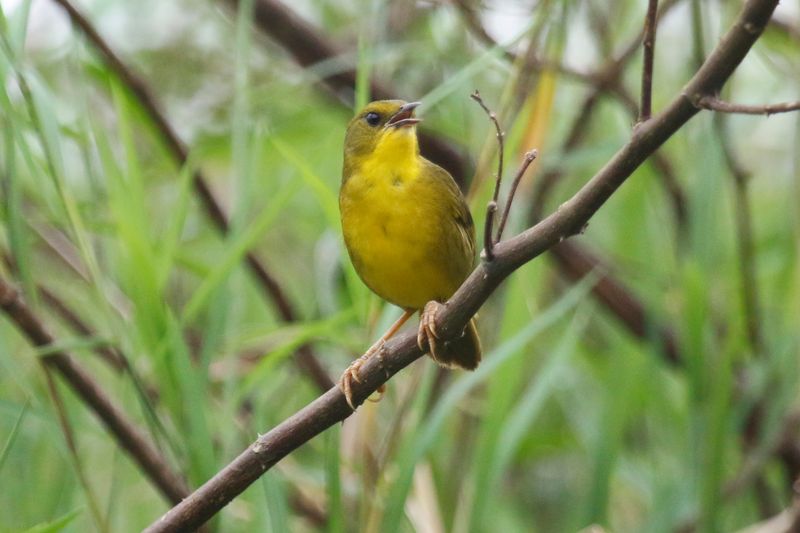 Olive-crowned Yellowthroat (Geothlypis semiflava)