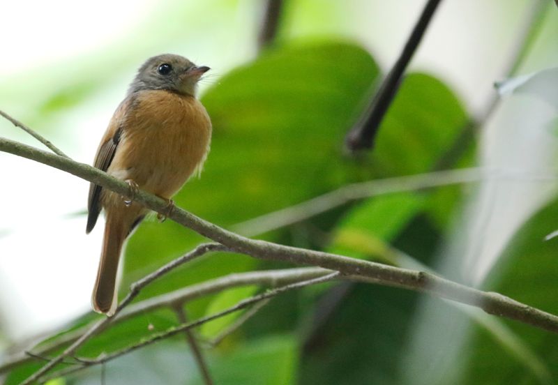 Ruddy-tailed Flycatcher (Terenotriccus erythrurus fulvigularis) Plantation Road, Parque Nacional Soberanía, Panama